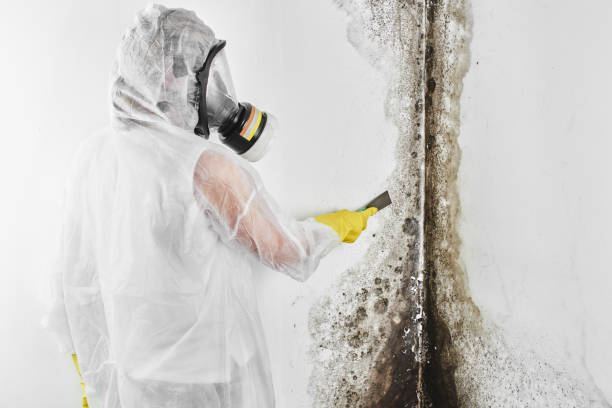 Best Emergency Mold Remediation in Dover, DE