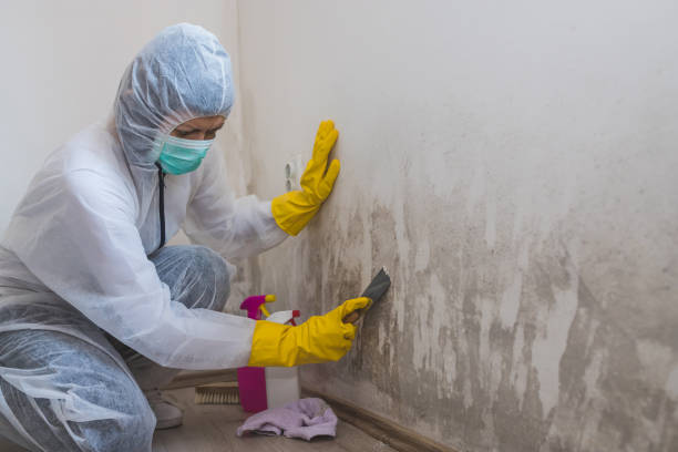 Best Commercial Mold Remediation in Dover, DE