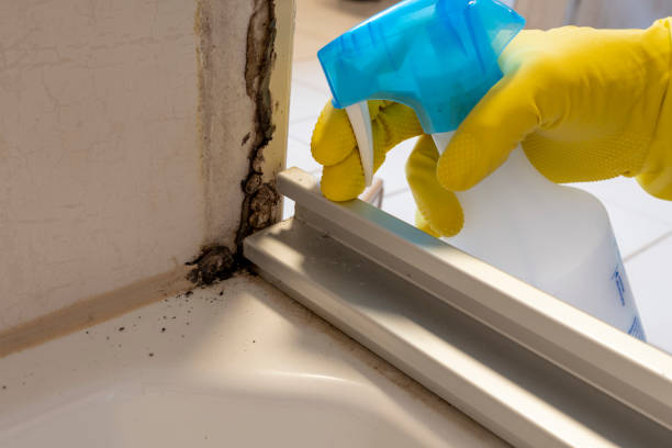 Best Insurance-Related Mold Remediation in Dover, DE