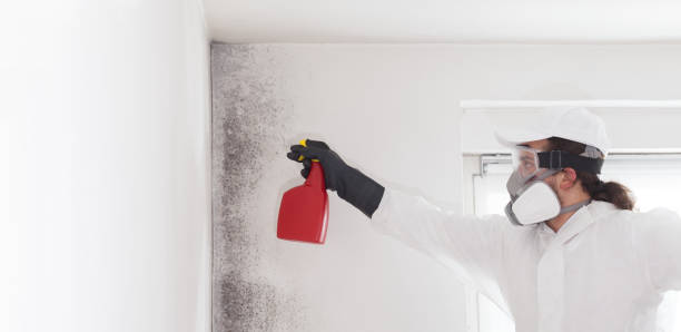 Best Localized Mold Remediation (e.g., coastal areas, humid climates) in Dover, DE